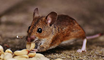 24 Hour & Emergency Exterminators in Sebastian, FL